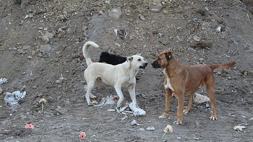 Veteriner hekimlerden 'sokak köpekleri komisyonuna' tepki geldi! “Komisyonda veteriner hekimler neden yer almıyor?”