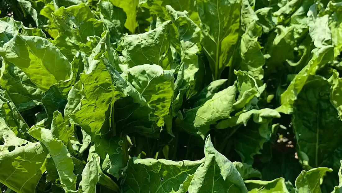 Karapınar'daki Tarlalarda Yaprak Kıvırcıklığı Virüsü Görüldü