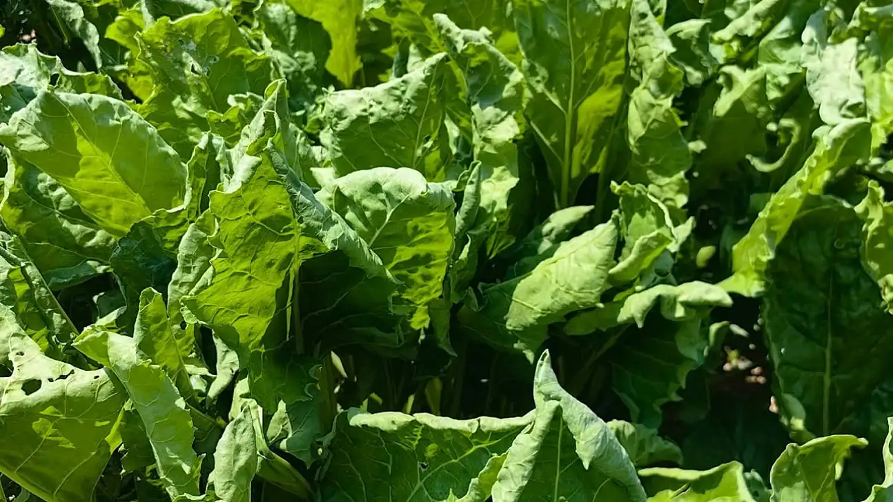 Karapınar'daki Tarlalarda Yaprak Kıvırcıklığı Virüsü Görüldü