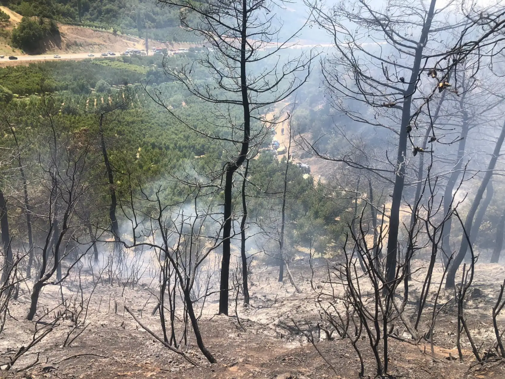 Türkiye'de Kara Gün: Bir Günde 84 Orman Yangını Çıktı