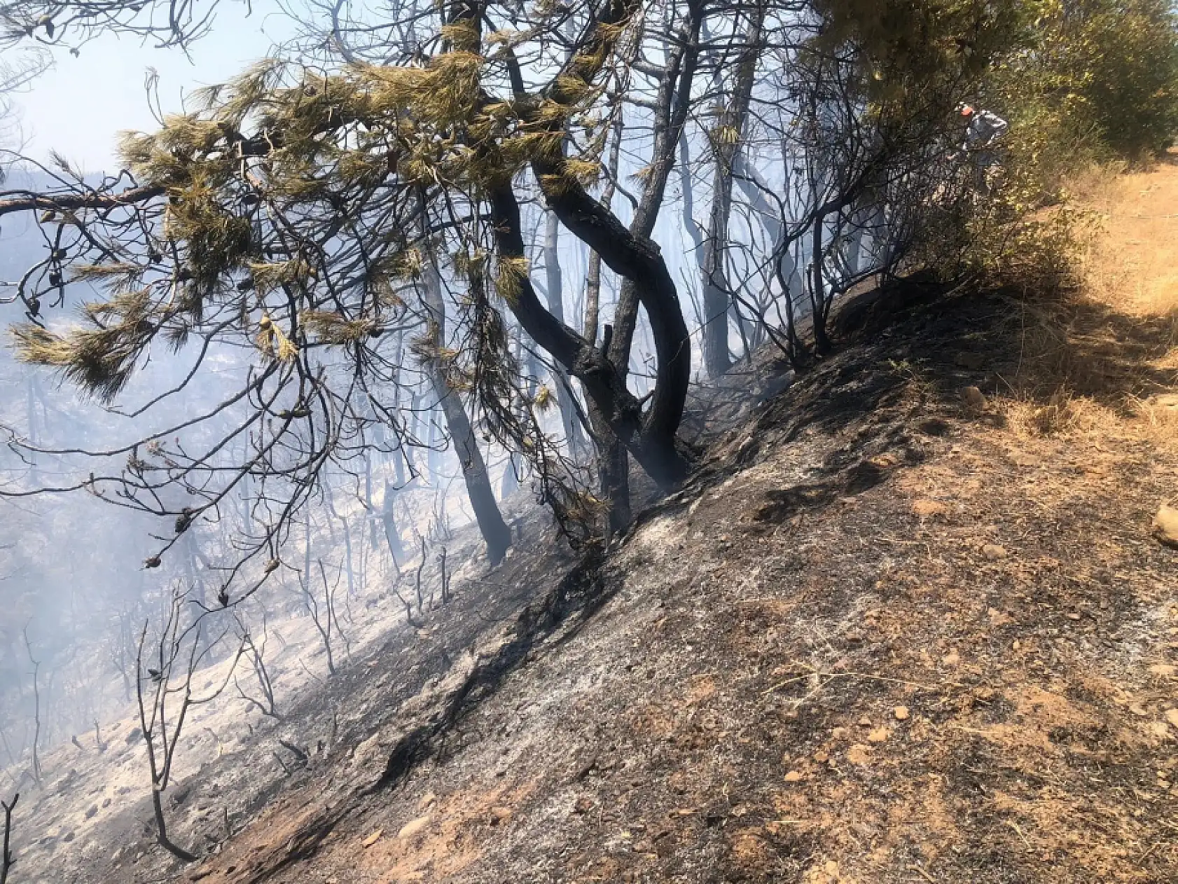 Türkiye'de Kara Gün: Bir Günde 84 Orman Yangını Çıktı