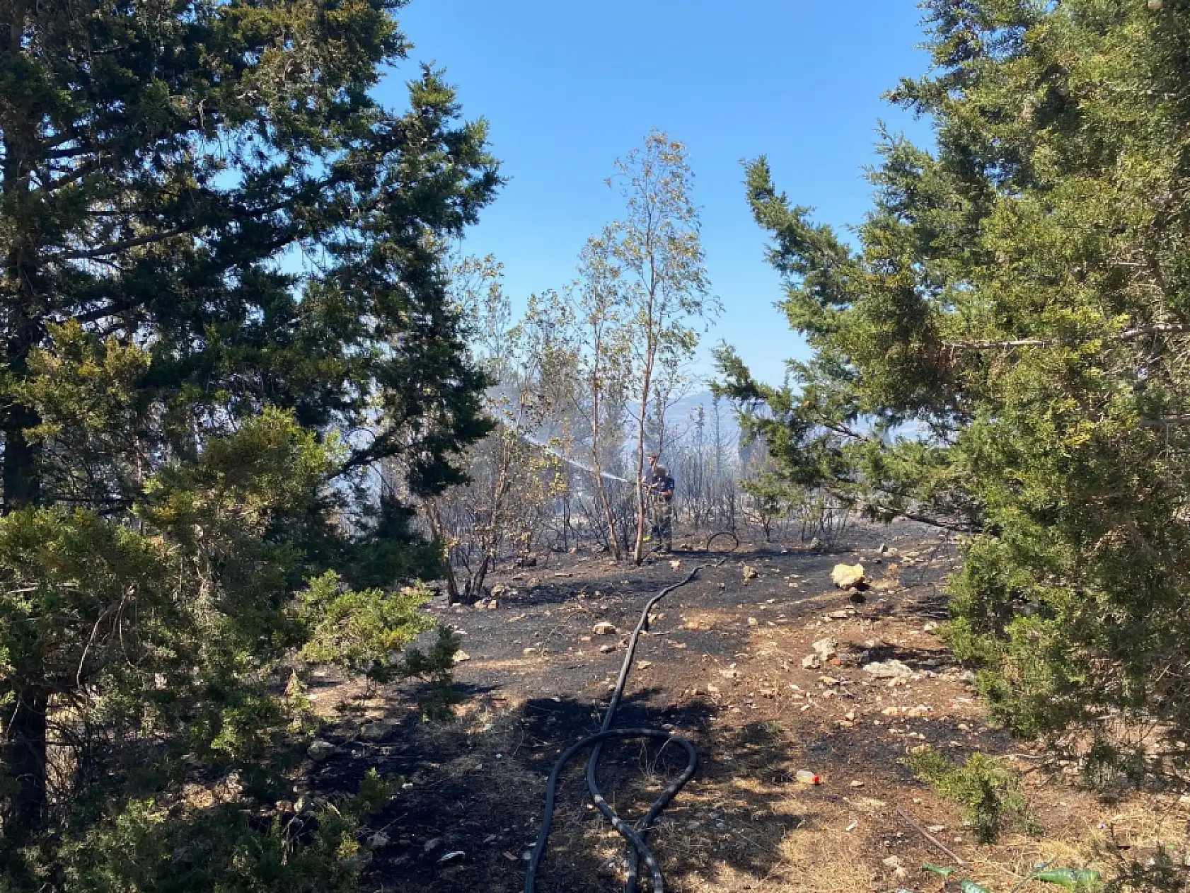 Türkiye'de Kara Gün: Bir Günde 84 Orman Yangını Çıktı