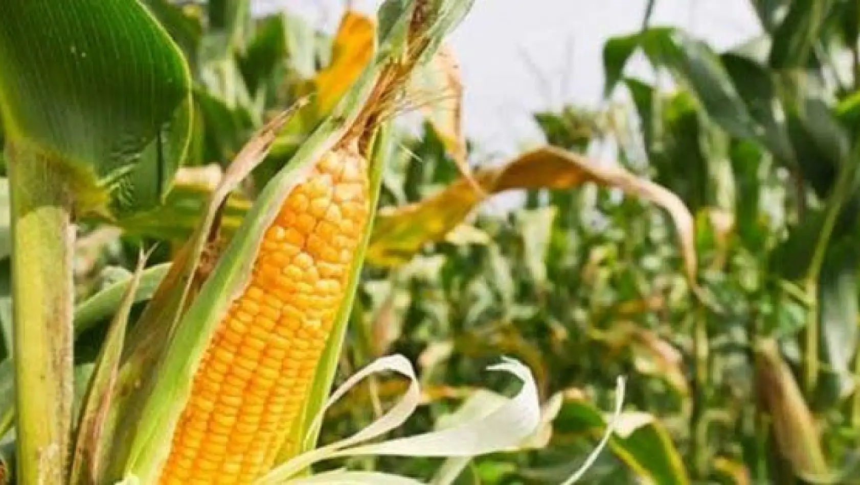 TZOB Başkanı Bayraktar, üretici ve market fiyatlarındaki değişimleri değerlendirdi