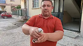 Olayın adresi Konya… Hareketsiz halde bulunan kuşa şefkat eli!