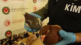 Ticaret Bakanlığı'ndan Kaçakçılığa Dev Neşter: 85 Bin Canlı Hayvan Kurtarıldı!