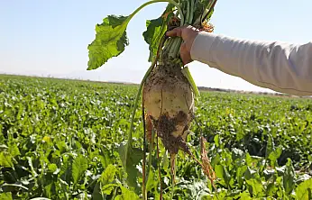 Konya şeker'den üreticiye yaklaşık  toplam 13 Milyara yakın ödeme yaptı