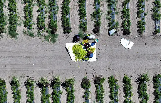 Karatay'da hasadı başladı! Binlerce yıllık geçmişi olduğu söyleniyor