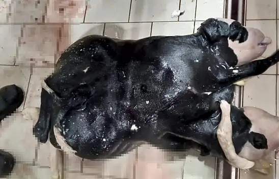 Konya'da 6 ayaklı ve 2 başlı buzağı doğdu