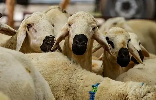 Konya'da Kurban Bayramı alarmı: Et çekiminde sıkı denetim başlıyor