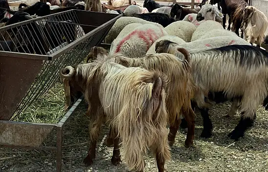 Konya'da kurban pazarında durgunluk mevcut: Satıcılar ne düşünüyor?