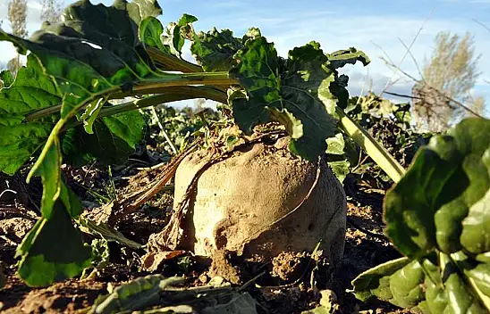 Konyalı çiftçilere müjde! Pancar alım fiyatı belli oldu