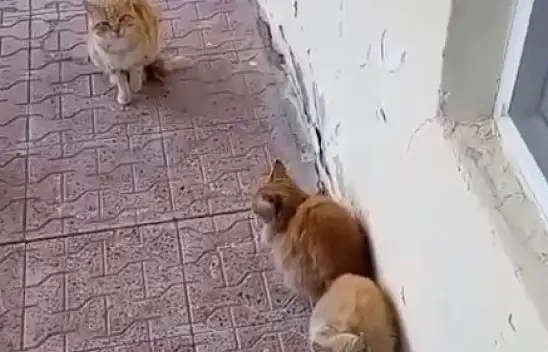 Konyalı muhtarın kedi sevgisi gündem oldu!