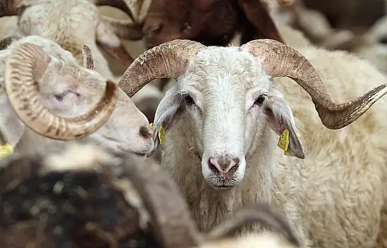 Konyalılar, dikkat: Kurban Bayramı'nda et çekim ücreti belli oldu!