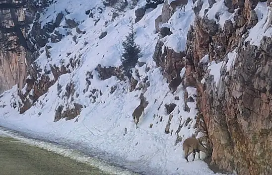 Nesli tükendiği için koruma altına alındı: Konya'da görüldü!