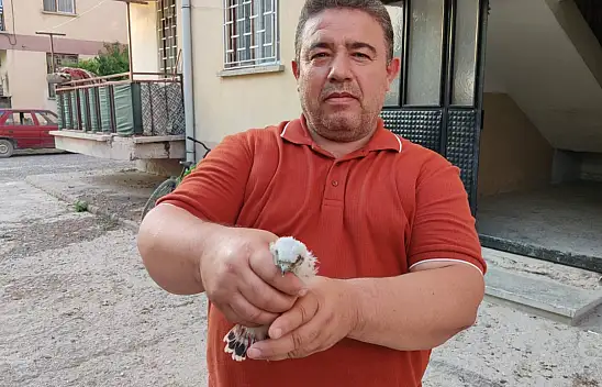 Olayın adresi Konya… Hareketsiz halde bulunan kuşa şefkat eli!
