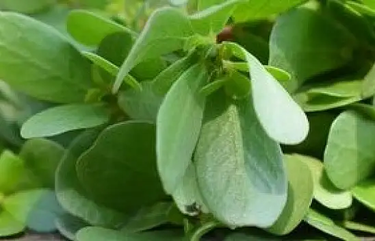 Semizotunun faydaları nelerdir?