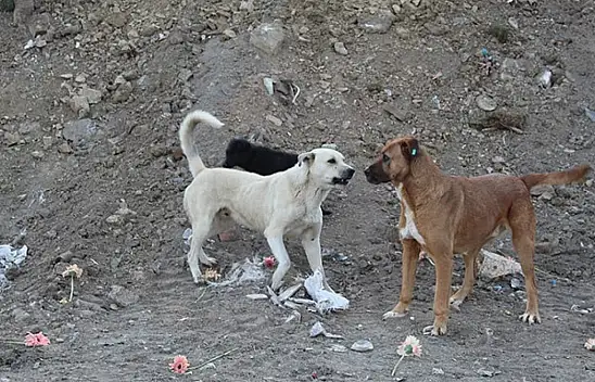 Veteriner hekimlerden 'sokak köpekleri komisyonuna' tepki geldi! 'Komisyonda veteriner hekimler neden yer almıyor?'