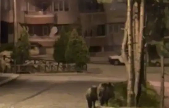 Yaban domuzları Akşehir ilçe merkezine indi