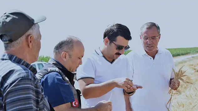 Karapınar'da sezonun son buğday hasadı yapıldı