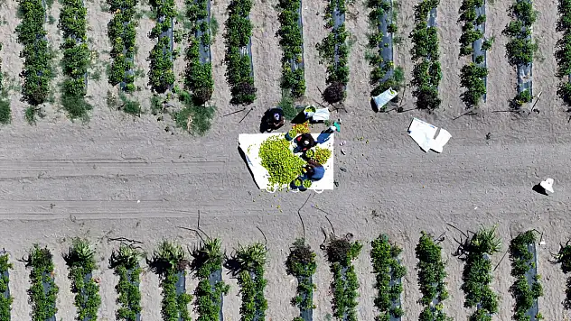 Karatay'da hasadı başladı! Binlerce yıllık geçmişi olduğu söyleniyor