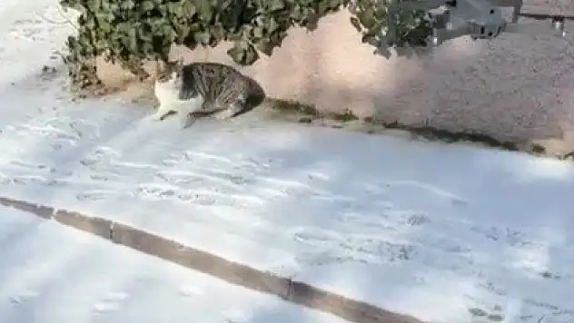 Konya'da kedinin dronla imtihanı gülümsetti!