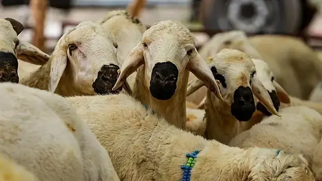 Konya'da Kurban Bayramı alarmı: Et çekiminde sıkı denetim başlıyor