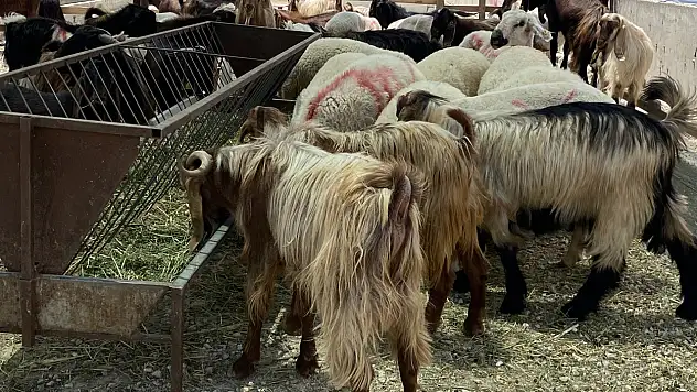 Konya'da kurban pazarında durgunluk mevcut: Satıcılar ne düşünüyor?