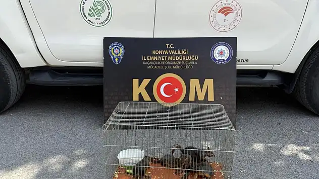 Konya'da yasadışı sincap ticaretine operasyon düzenledi