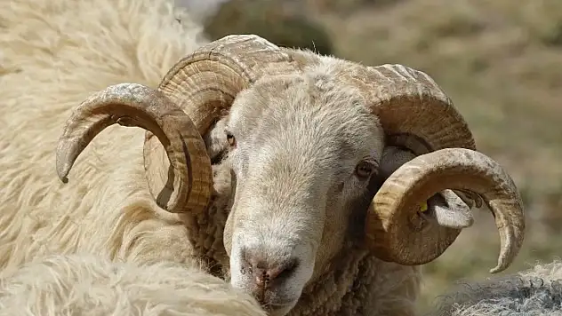 Konyalılar, dikkat! 2025 kurban kesim ve et işleme ücretleri açıklandı