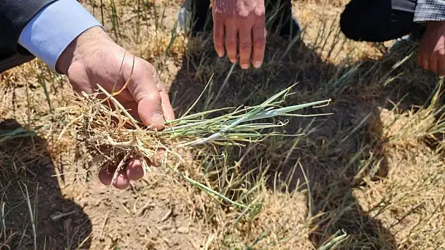 Kulu'da kıraç arazilerde ekilmiş ürünler kuraklıktan etkilendi