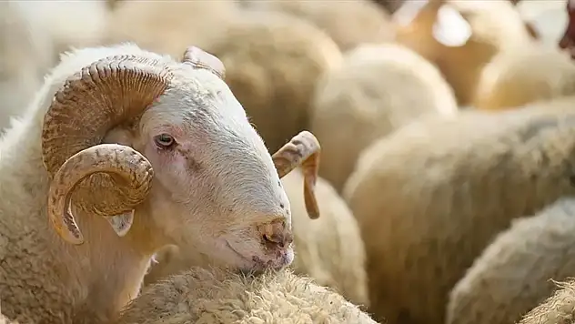 Kurban bağışında yeni dönem: 2025 bedelleri belli oldu!