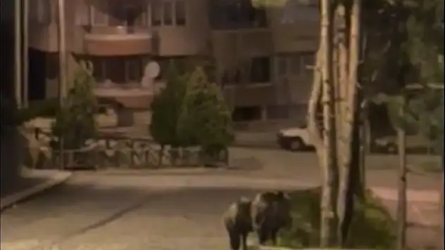 Yaban domuzları Akşehir ilçe merkezine indi