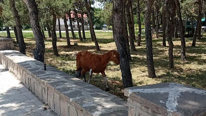 Beyşehir'de firari keçiler ekipler tarafından bulundu