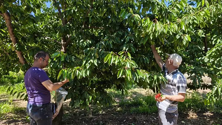 Beyşehir'de kirazlar pestisit kalıntısı analizi için toplandı