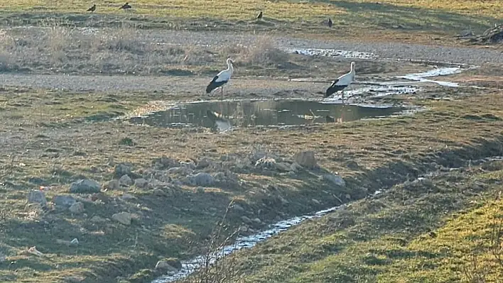 Beyşehir'e baharı müjdelemek için gelmeye başladılar