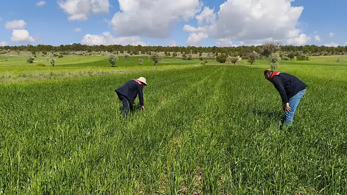 Beyşehir'in tarım alanları yakından takip ediliyor