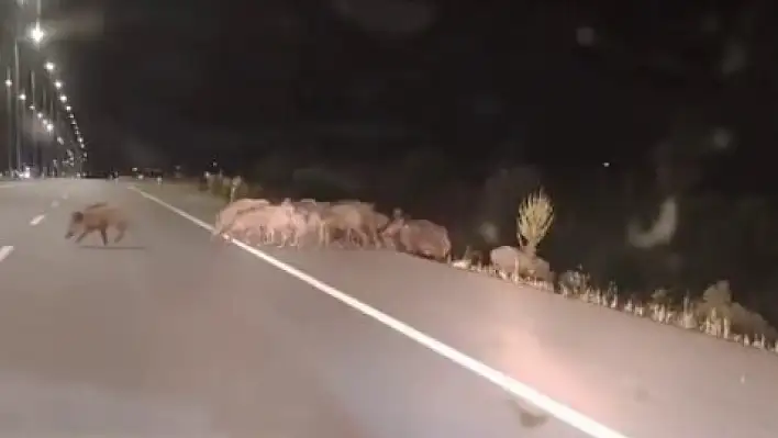 Kara yoluna ansızın çıkan yaban domuzları sürücüleri tedirgin ediyor