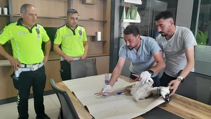 Karapınar'da polis memurları yaralı halde buldukları leyleği veterinere götürdü