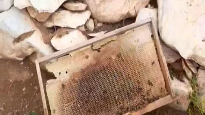 Konya'da bal kovanlarına ayı saldırısı!