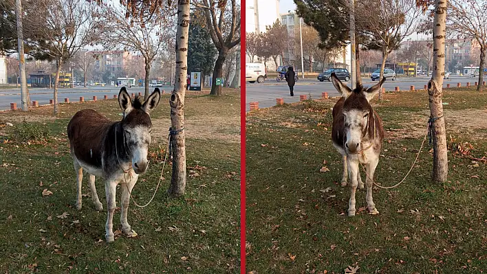 Konya'da Başıboş Eşek Bulundu: Sosyal Medyada Gündem Oldu!