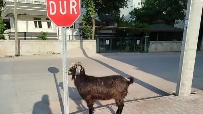 Konya'da keçiler firarda! 