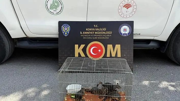 Konya'da yasadışı sincap ticaretine operasyon düzenledi