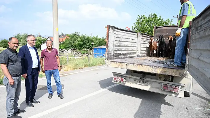 Konya'daki o belediyeden koyunları telef olan aileye 8 keçi desteği!