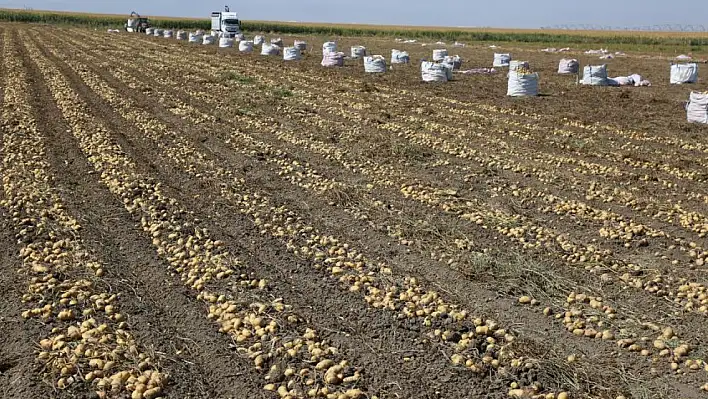 Konya Şeker üreticilerine patates bedeli ödemesi yapacak