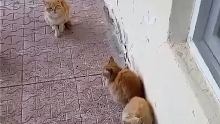 Konyalı muhtarın kedi sevgisi gündem oldu!