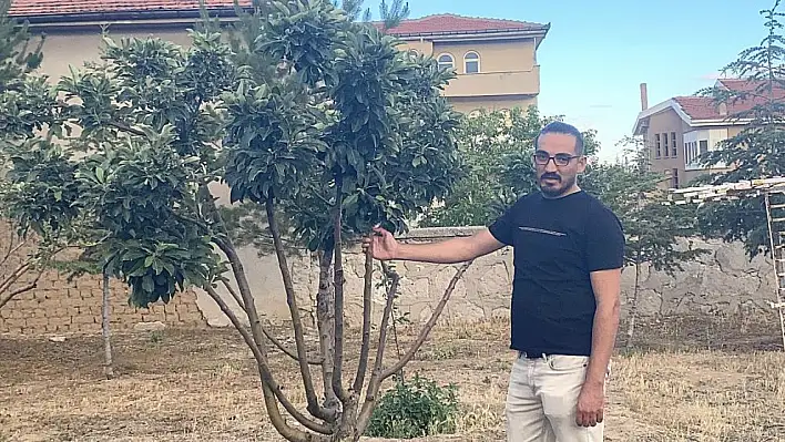 Kulu'da dondan etkilenen elma ağacı yeniden çiçek açtı