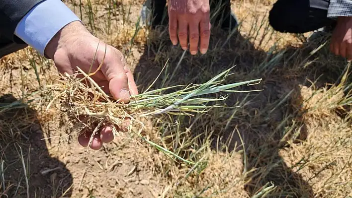 Kulu'da kıraç arazilerde ekilmiş ürünler kuraklıktan etkilendi