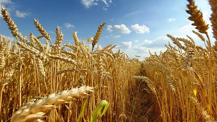 Kuraklığa karşı darı çözümü: Birleşmiş Milletler ve Tarım Bakanlığı ortak etkinlik yaptı