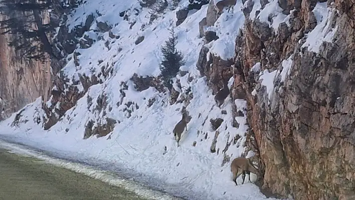 Nesli tükendiği için koruma altına alındı: Konya'da görüldü!