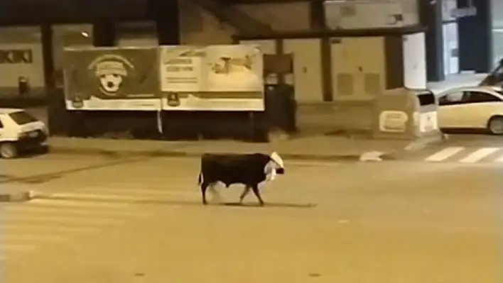 Seydişehir'de kurbanlık boğa firar etti!
